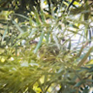 Meet your Posher, Lea